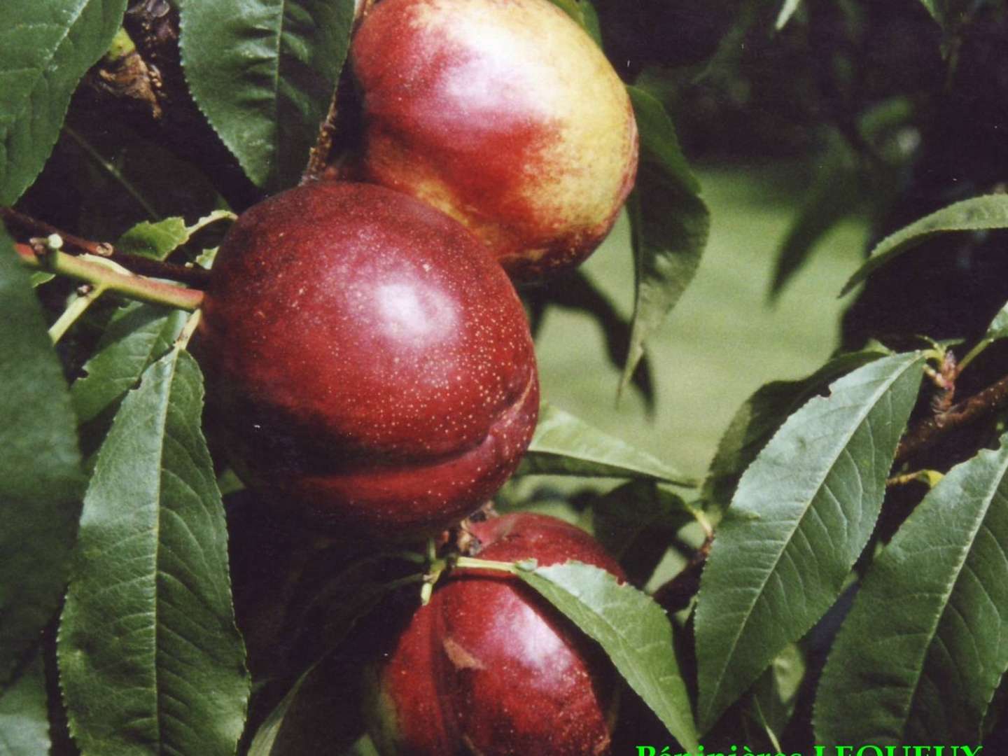 NECTAROSE